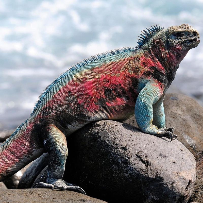 Marine Iguana