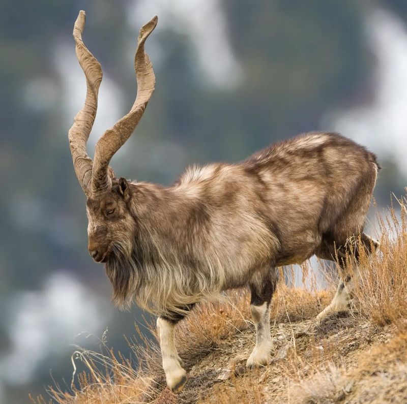 Markhor in Pakistan