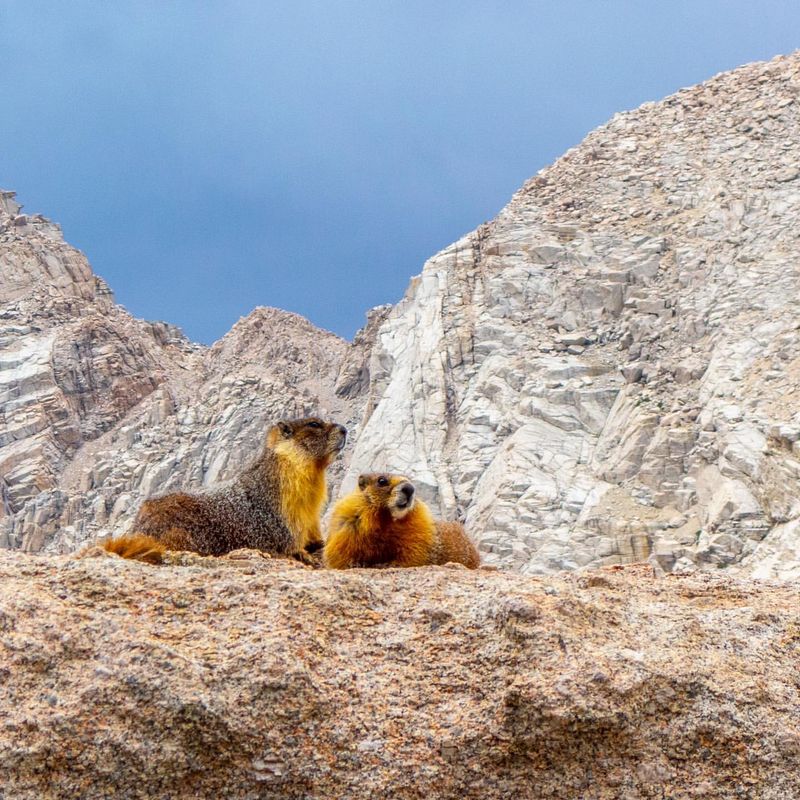 Marmots Sunbathing