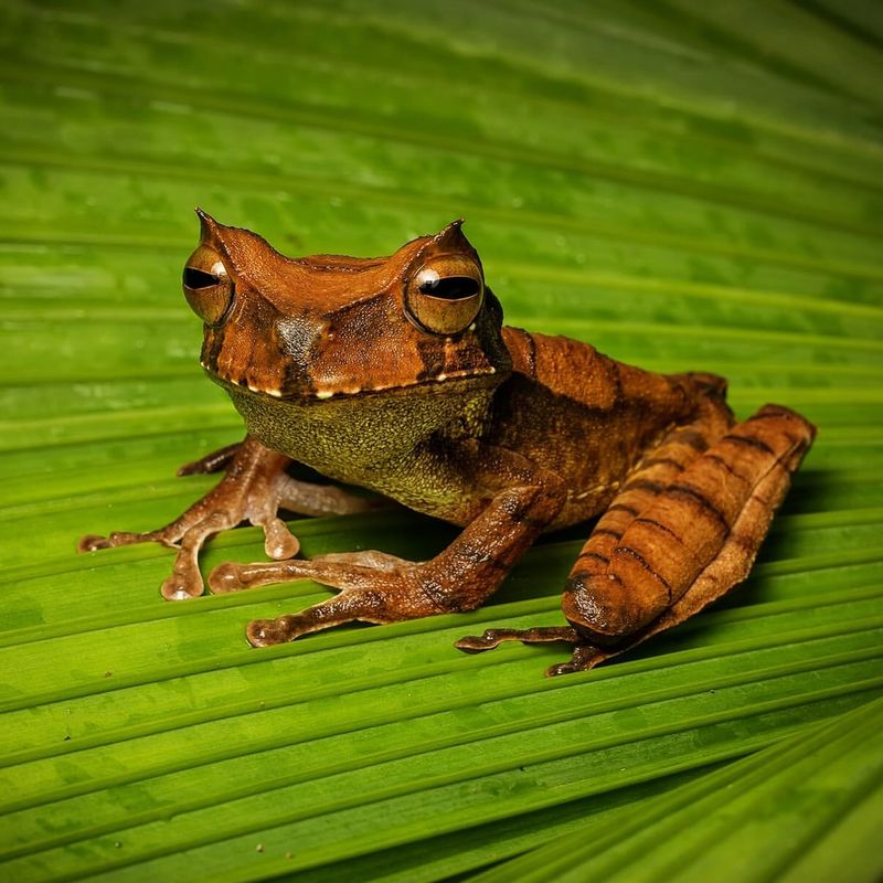 Marsupial Frog