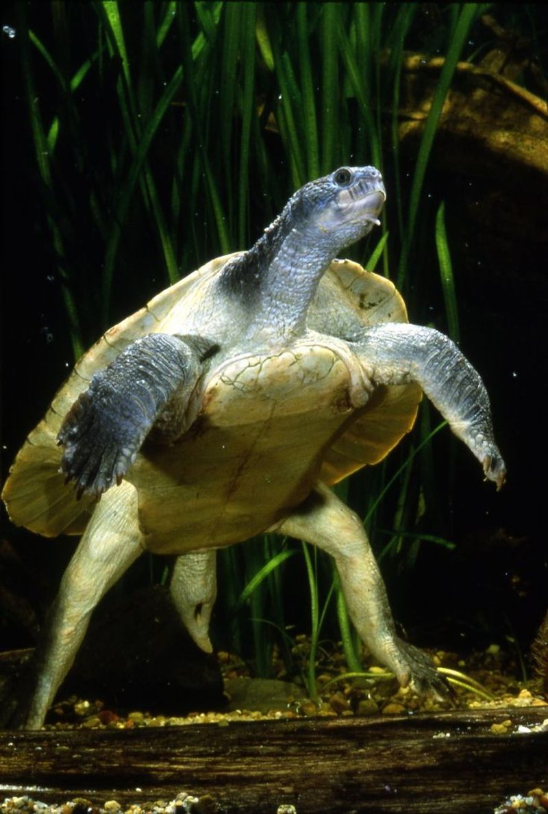 Mary River Turtle