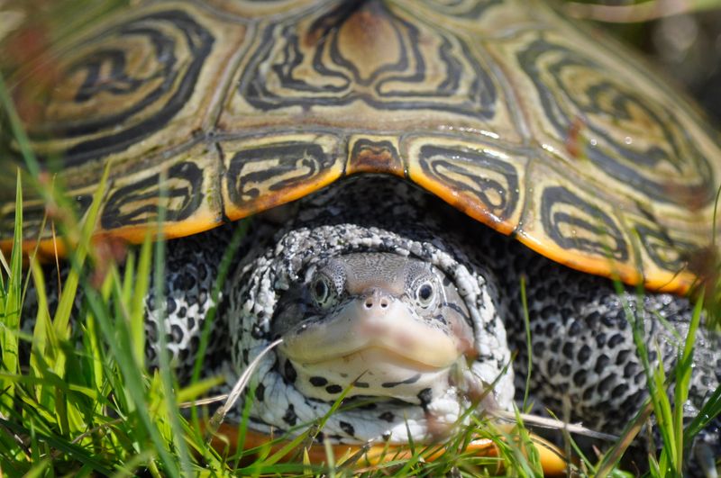 Maryland's Northern Diamondback Terrapin