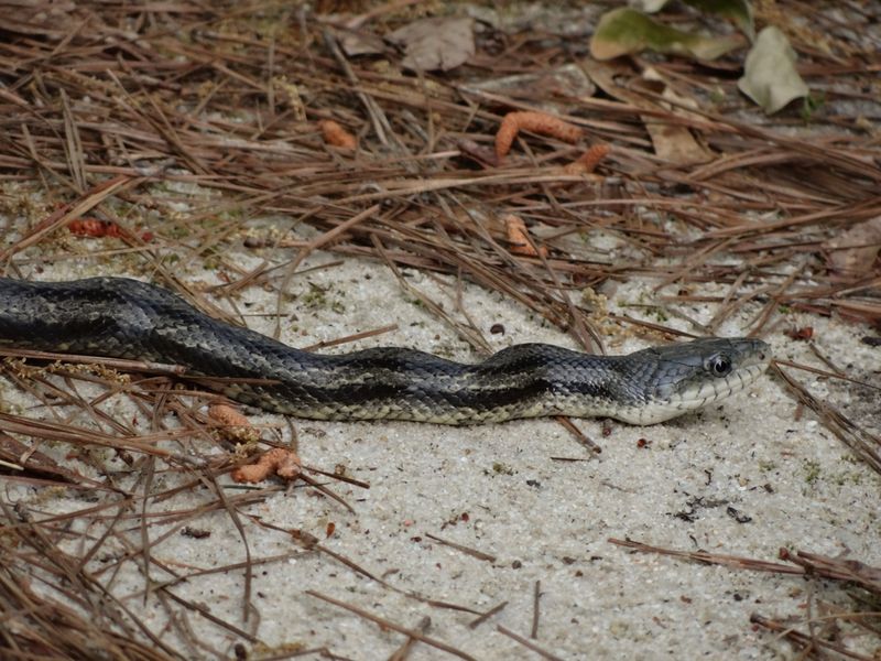 Maryland - Eastern Ratsnake