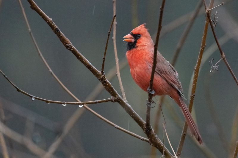 Maryland - Northern Cardinal