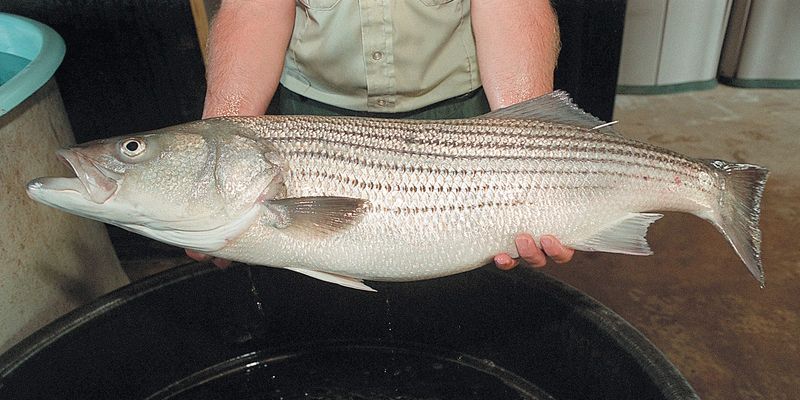 Maryland: Striped Bass