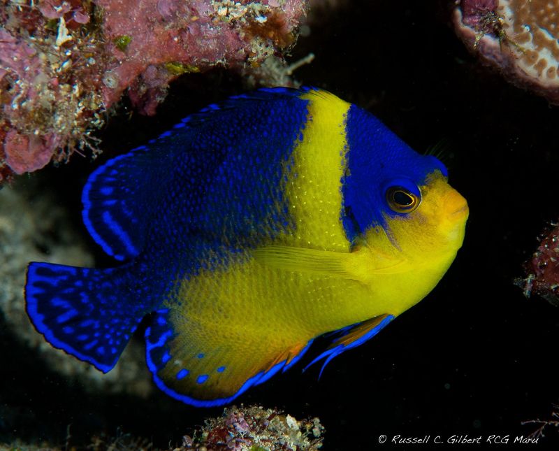 Masked Angelfish