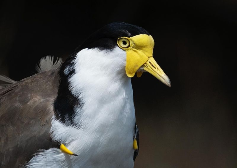 Masked Lapwing