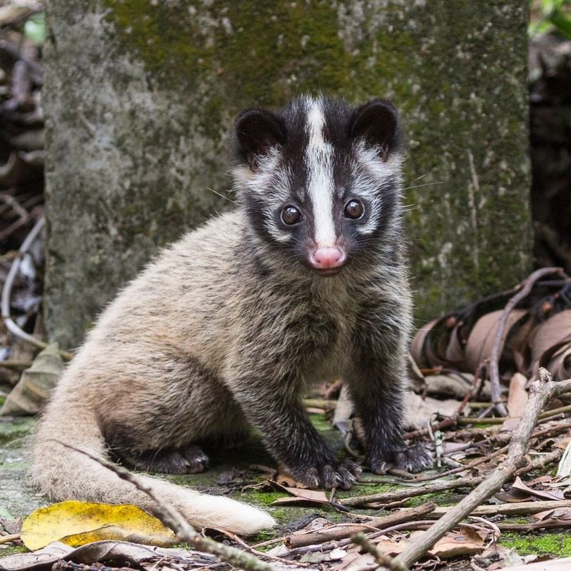 Masked Palm Civet