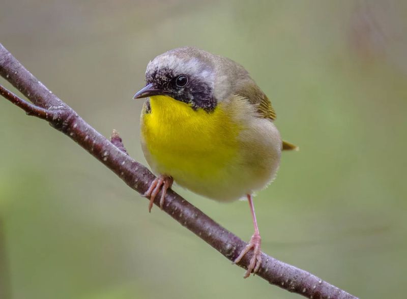 Masked Yellowthroat