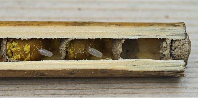 Mason Bee Nests