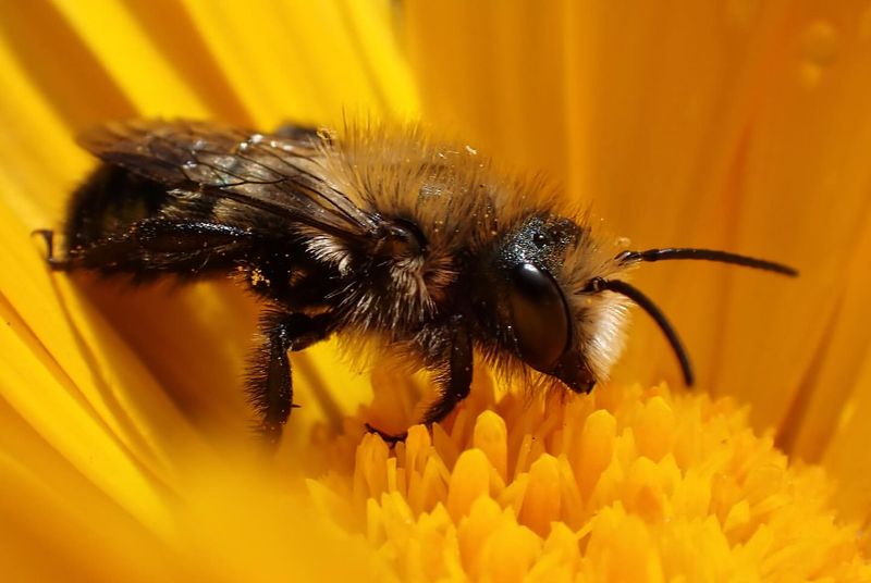 Mason Bees: Nature's Architects