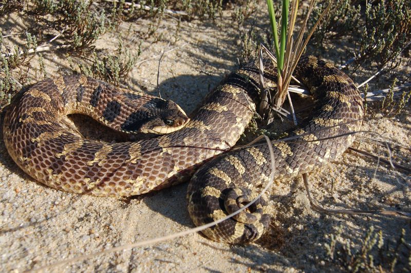 Massachusetts's Eastern Hognose Snake