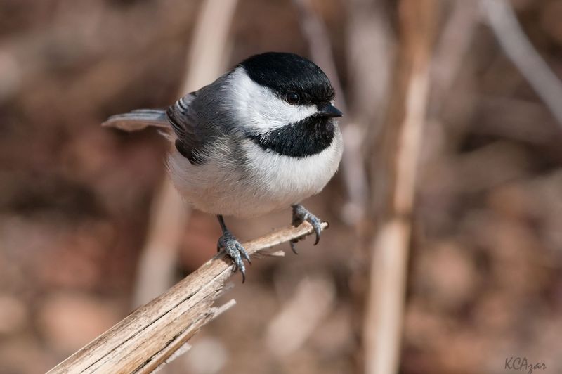 Massachusetts - Black-capped Chickadee