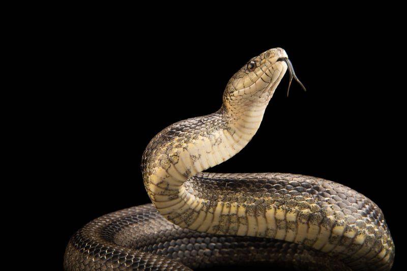 Massachusetts - Eastern Ratsnake