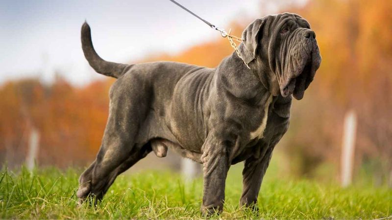 Mastiff