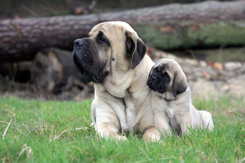 Mastiff