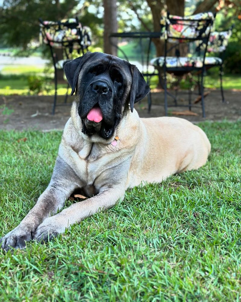 Mastiff