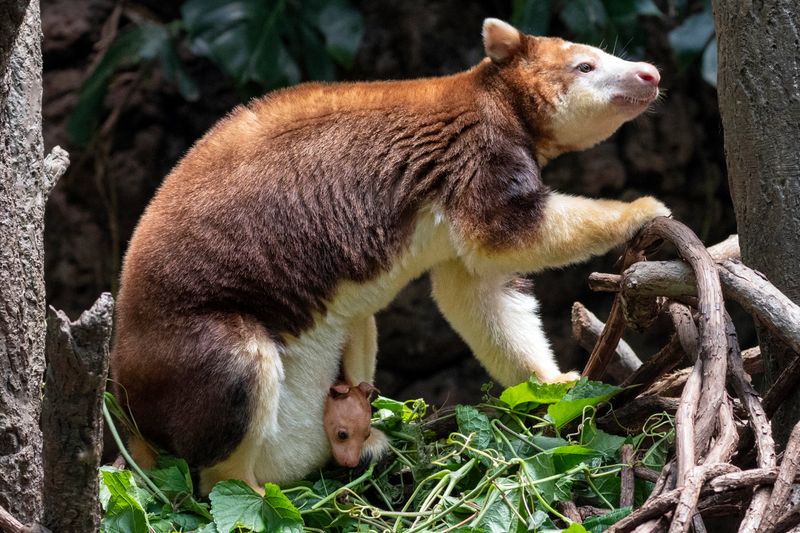 Matschie's Tree Kangaroo