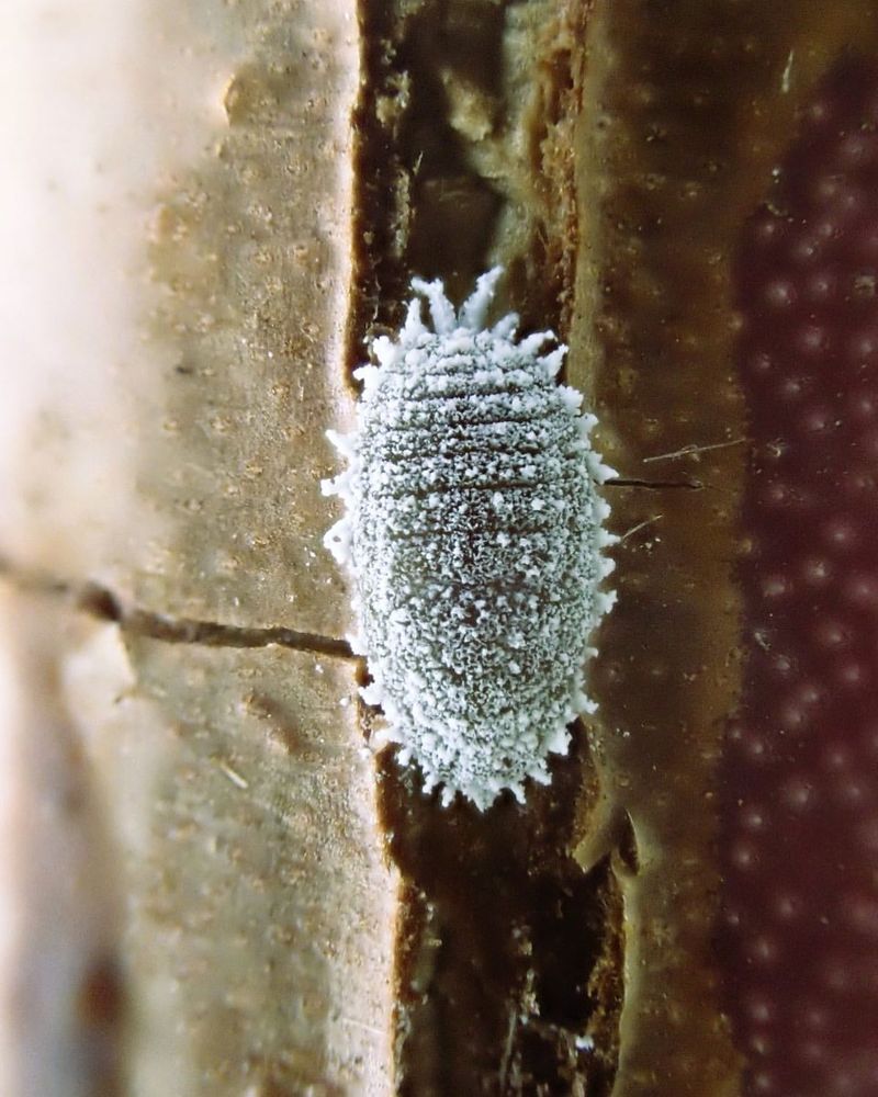 Mealybugs