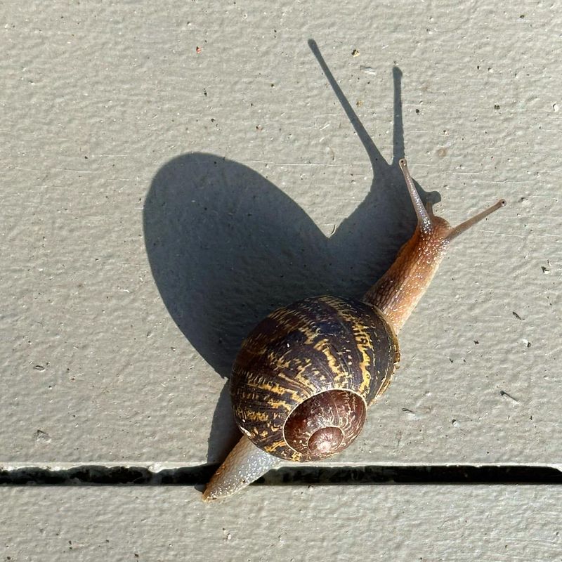 Medicinal Use of Snail Mucus