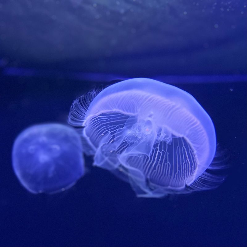 Medicinal Uses of Jellyfish