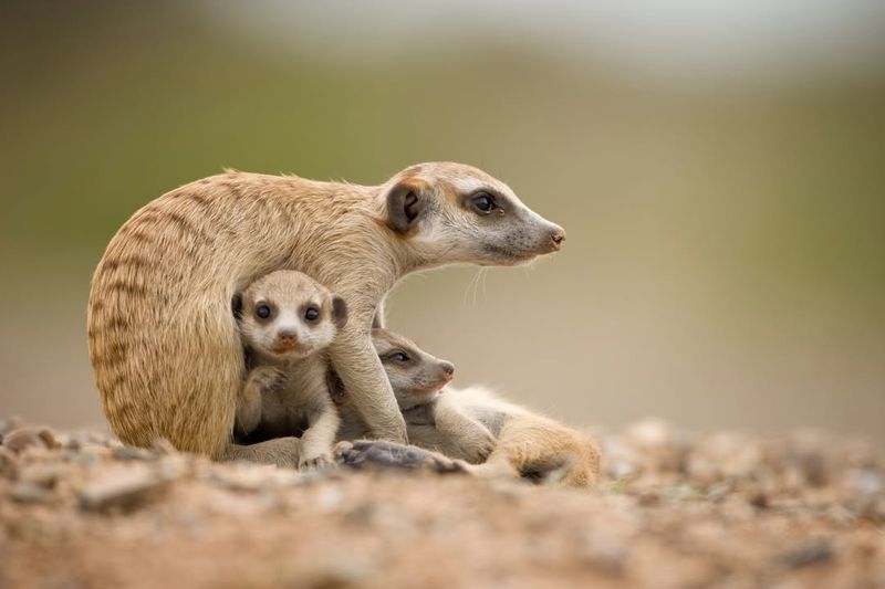 Meerkat