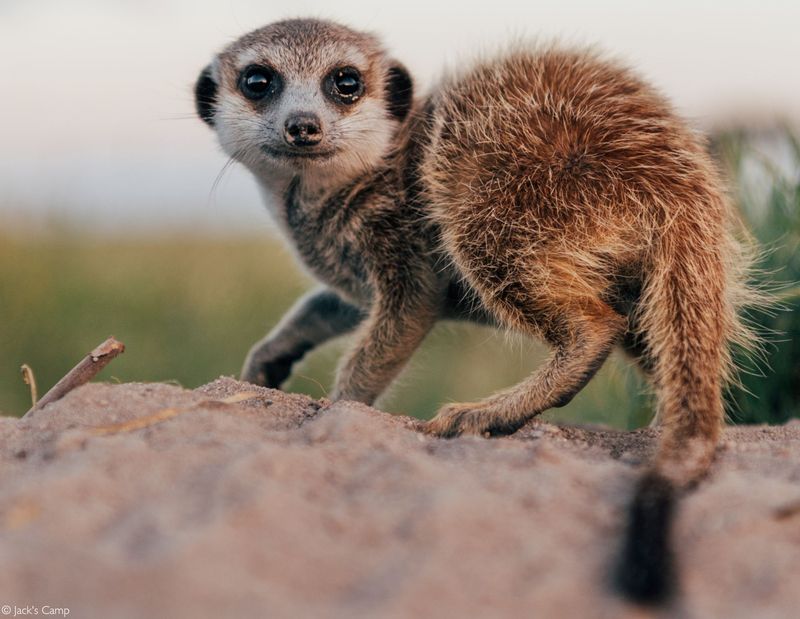 Meerkat