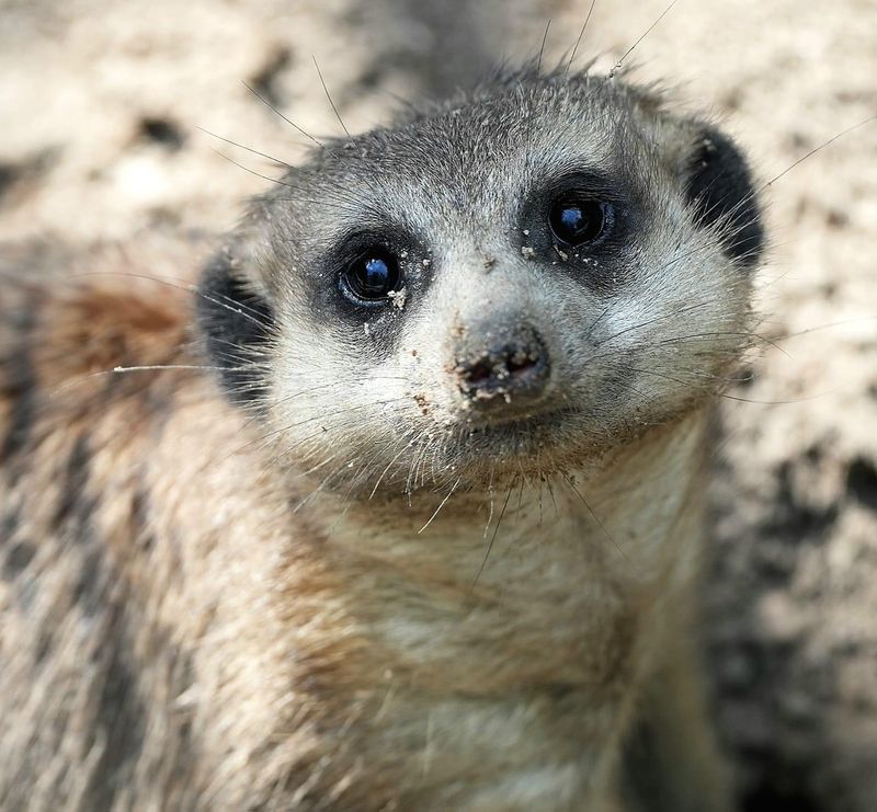 Meerkat