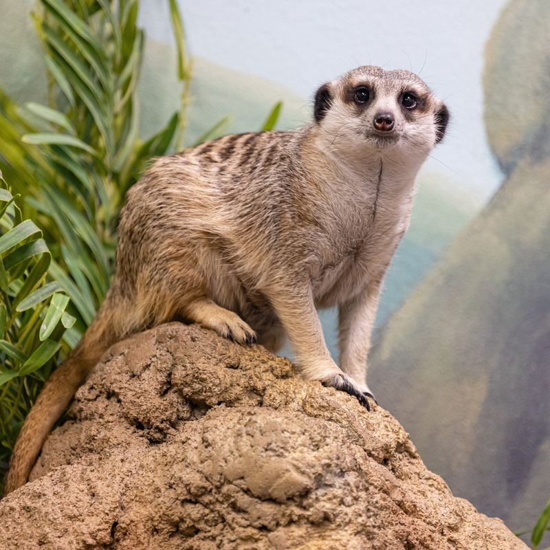 Meerkats