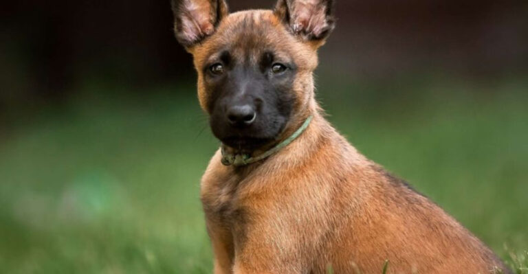 Meet The 16 Smartest Puppies On The Planet