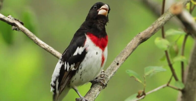 Meet The 7 Most Beautiful Grosbeak Birds
