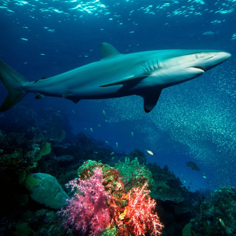 Megamouth Shark