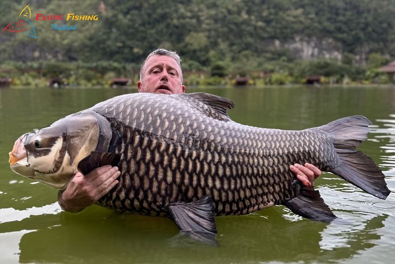 Mekong Giant Catfish (Mekong River, Thailand)