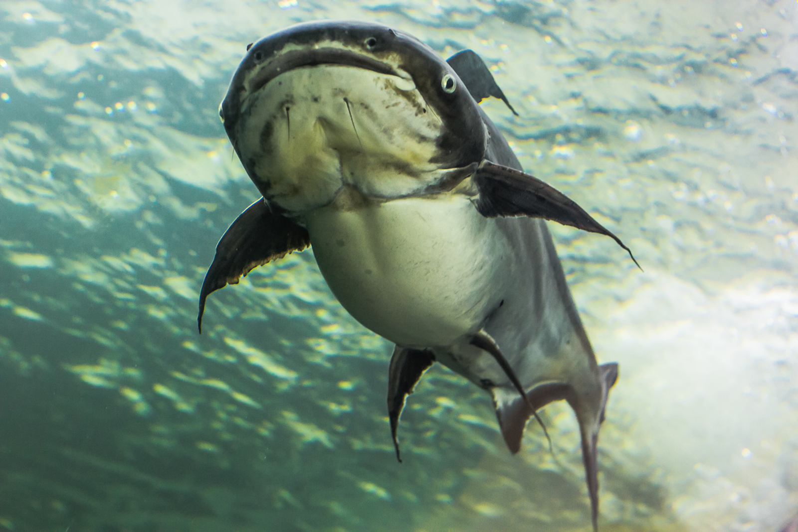 Mekong Giant Catfish