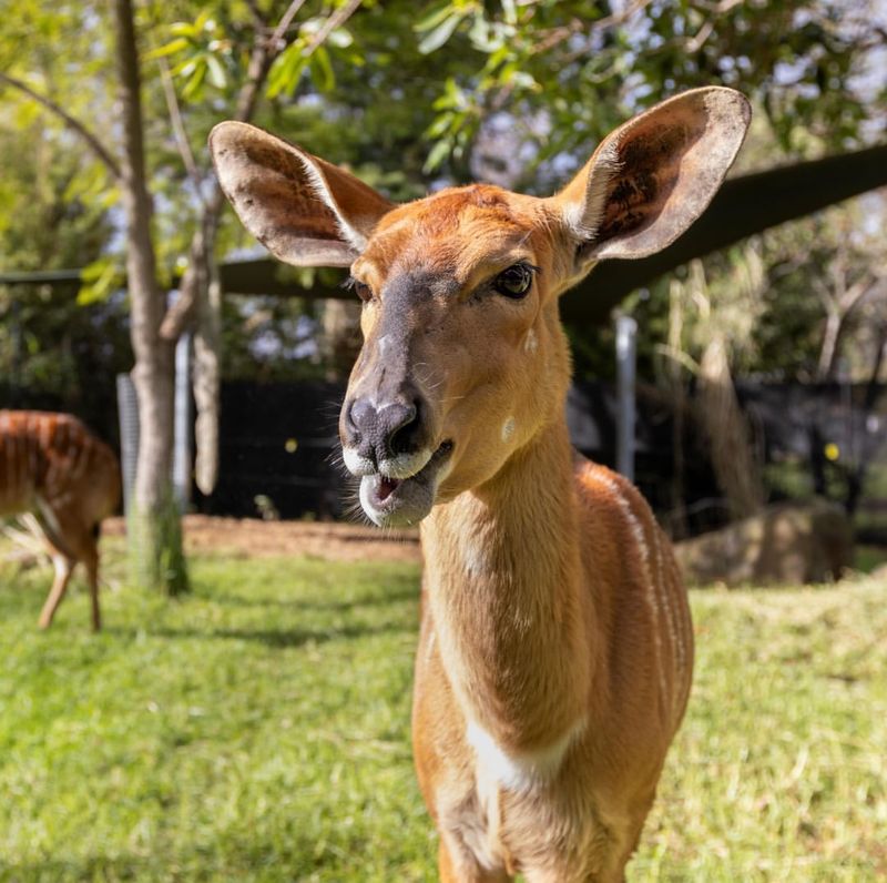 Melbourne Zoo, Australia