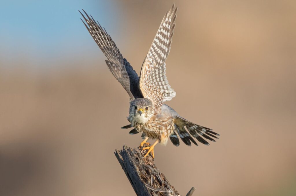 merlin