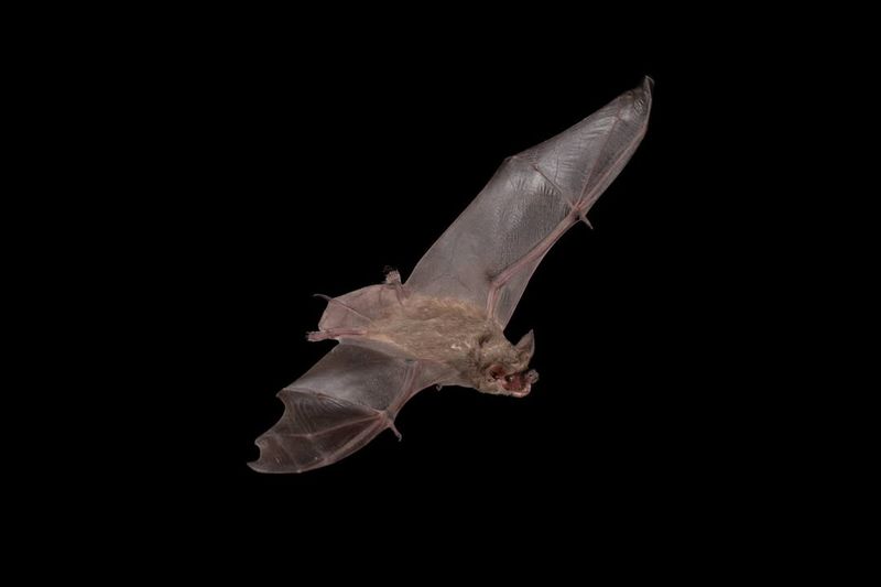 Mexican Free-tailed Bat