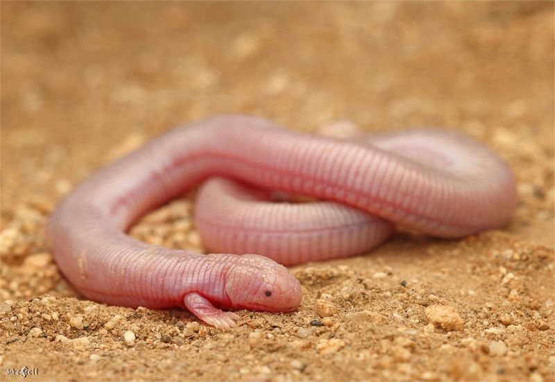 Mexican Mole Lizard