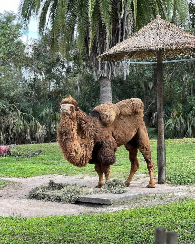 Miami Zoo, Florida