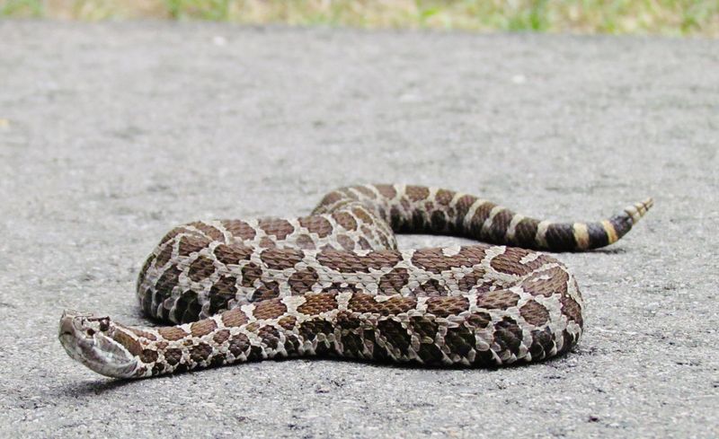 Michigan's Eastern Massasauga Rattlesnake