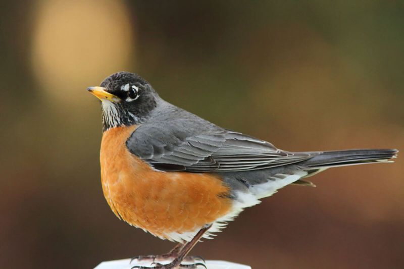 Michigan - American Robin