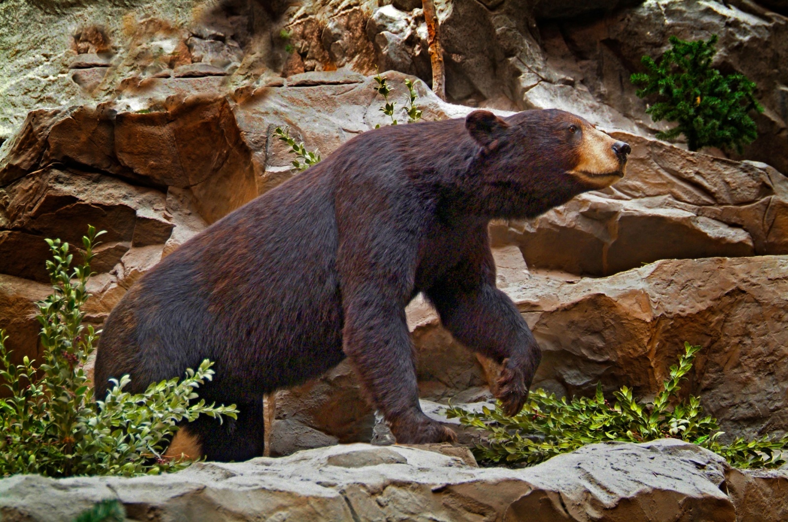 Michigan black bear