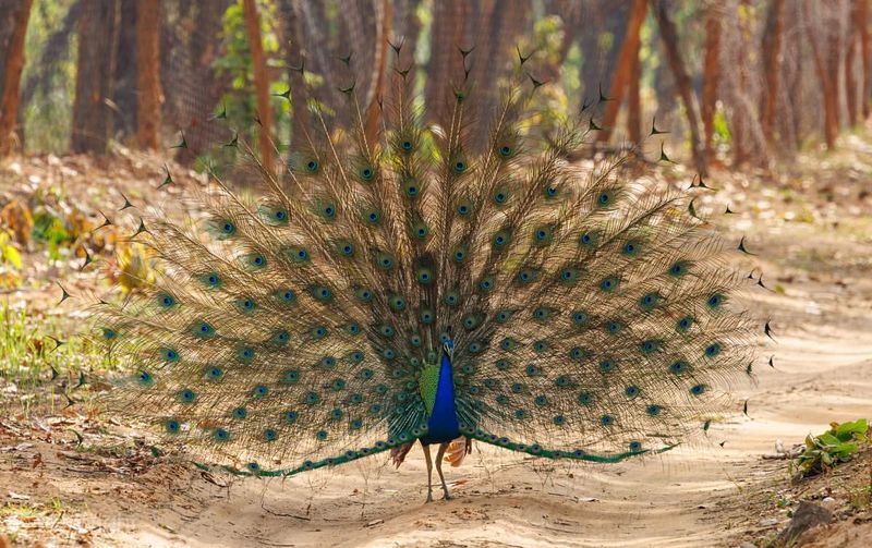 Midnight Peafowl