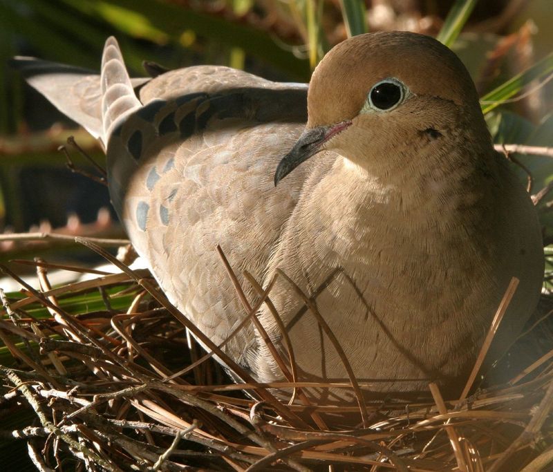 Migration Patterns