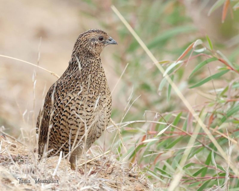 Migratory Patterns of Quails