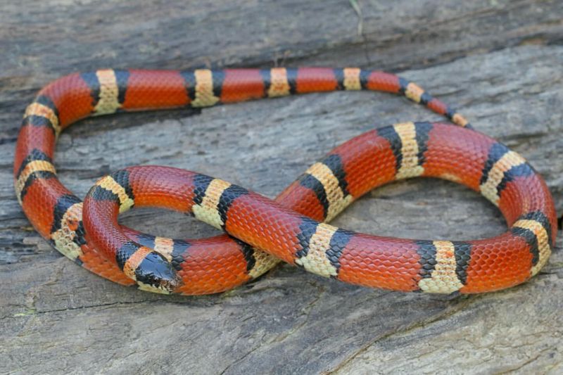 Milk Snake