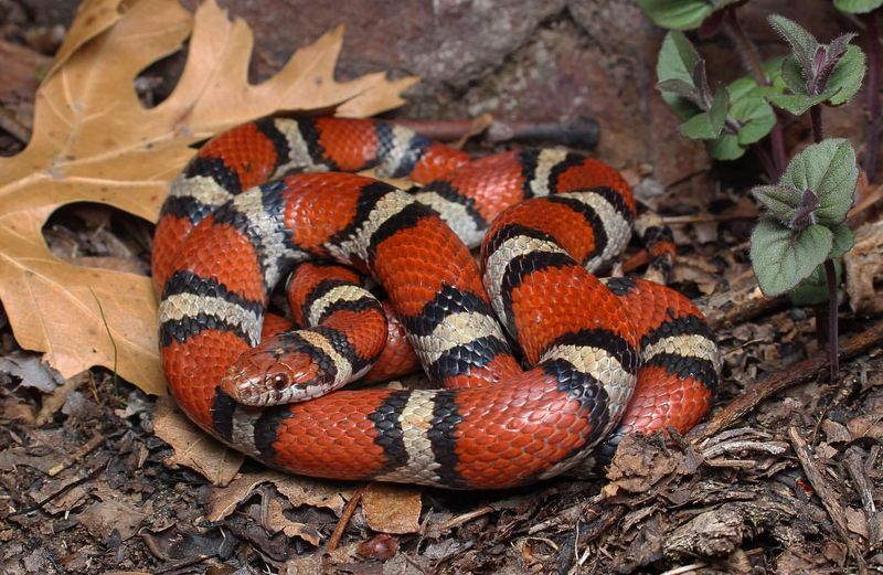 Milk Snake