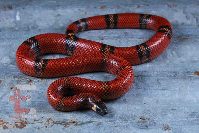 Milk Snake