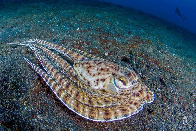 Mimic Octopus