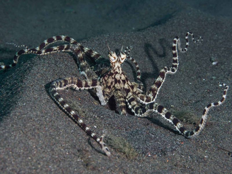 Mimic Octopus